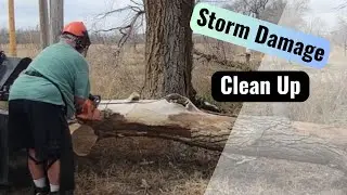 After Storm Tree Cleanup