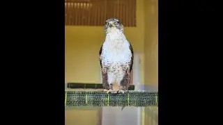 Sage the Ferruginous Hawk