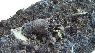 feeding bark sac spider - 2