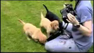 Guide dog puppy photoshoot - behind the scenes