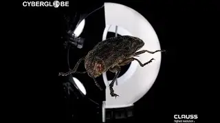 3D Digitalisierung eines K&auml;fers mit dem CyberGlobe&reg; von CLAUSS&reg;