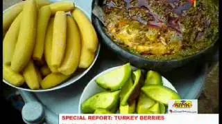 Turkey Berries: Nutritional & Medicinal Benefits