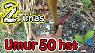 Bambu Kuning Ini🌱Tumbuh 2 Tunas Setelah Berumur 50 Hari Setelah Tanam