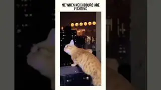 when neighbours are fighting #cat #memes #funny #comedy #meme #relatable #reels #cute #fun #shorts