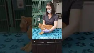 Feline Restraint