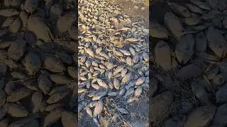 So much fish died 🐟 - Wadi Hanifah - Rain ☔ - Riyadh