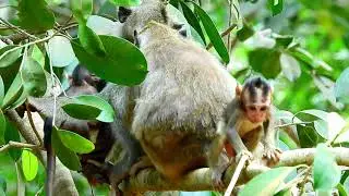 Amari Troop Really Afraid Amber Troop Finding The High Place To Stay #Monkeyaction