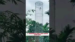 pancingan suara burung murai batu #burung #mangkicauoffecial #kicaumania #kicaumanianusantara