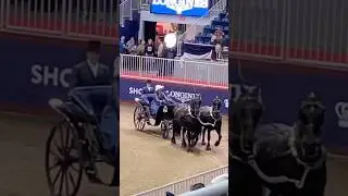 ✨🎩Green Meadows Pairs Carriage Driving The Royal Agricultural Winter Fair 2024 Horse Show🎩✨