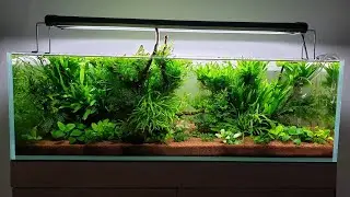 Planted aquarium & Epiplatys annulatus
