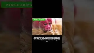 Bald Uakari: Exploring the Unique Beauty of the Amazon's Endangered Monkey