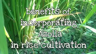 benefits of incorporating Azolla in rice cultivation