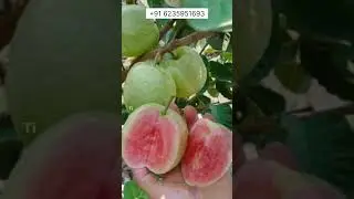 ലോകത്തിലെ ഏറ്റവും നല്ല പേരയ്ക്ക | Japan Guava Malayalm | Japan Pera #japanguava #japanpera