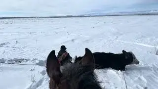 Pulling calf out of a young cow horseback #ranching #cowboys #calving 