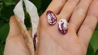 Tropical permaculture garden tour part 1 8-23-20 locally adapted annuals, staple root crops and more