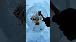 Frozen in Silence: Hyper-Realistic Dog Rescue Trapped in Ice