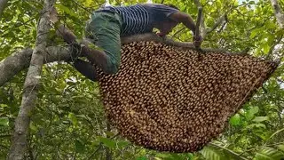 Amazing Find Giant HoneyBee For Food At The Forest, How To Find Giant