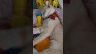 Cute and sweet cat enjoying her afternoon nap.