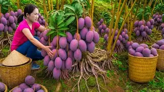 Harvesting GIANT Purple Mango to Sell | Buyers Shocked by Purple Color – All Baskets Gone