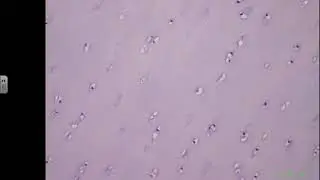 Boot Camp 3 - Cartilage