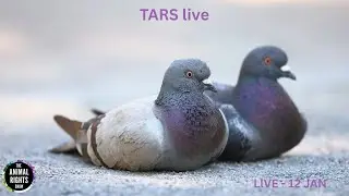 TARS LIVE