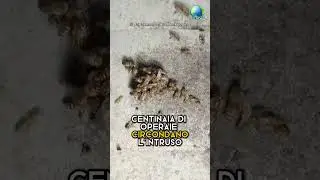 La Palla Di Fuoco | La Strategia Difensiva Pi&ugrave; Incredibile Del Regno Animale