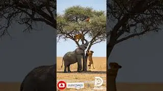 🐘🌳 A majestic elephant meets its feline neighbors! 🦁✨