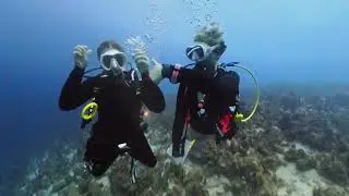 🐡 QUICKDIVE : 