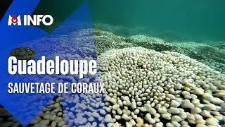 Comment sauver les Coraux de Guadeloupe?