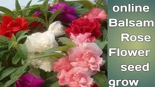 🌹online Balsam Rose  Flower seed grow at home 🏡