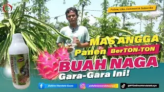 PANEN BERTON-TON BUAH NAGA, GARA-GARA INI!!!......