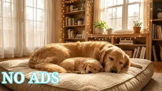 Calming Music for Dogs 💤 Dog Sleep Music for Nervous Dogs & Night Comfort