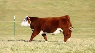 Wildcat Calamity 2313 ET - Lot 25 Bull Iowa Beef Expo Sale