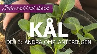 Kål från sådd till skörd – Del 3: Andra omplanteringen