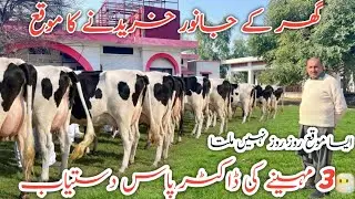 🏡 Village Pride | High Quality Dairy Cow