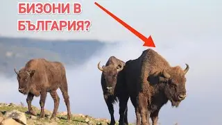НЕ ЗНАЕТЕ за тези БЪЛГАРСКИ животни