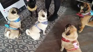 Pugs love food #pug #dog #love #food