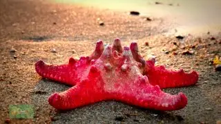 Starfish Wonders: God's Oceanic Artistry Revealed! | Divine Designs