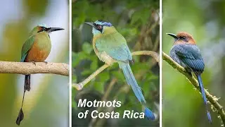 Motmots of Costa Rica