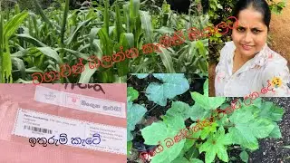 අපේ අම්මගේ ලස්සන වගාව🥰###මගේ ඉතුරුම් කැටේ෴😍
