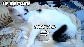 The tail always returns to its original position.