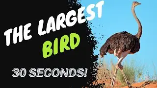 Ostrich 🦚 The Largest Bird on Earth! - In 30 Seconds! | Zootub3