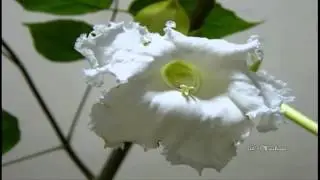 Dolichandrone แคนา (Timelapse)