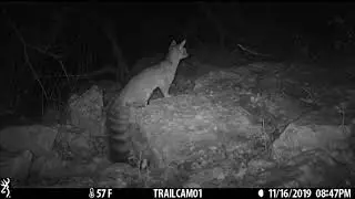 Texas Trail Cams - Busy Ringtail - November 27, 2019