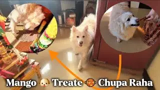 Mango 🐶 Treat Chupa Raha Hai 😂 | Smart Dog Funny Moment 🥘🤣