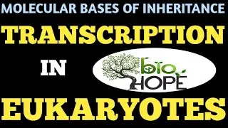 TRANSCRIPTION IN EUKARYOTES FOR CLASS 12TH BIOLOGY AND NEET EXAM STUDENTS BY (SHAREEF SIR)
