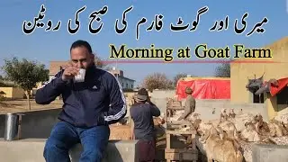 Morning at Chakwal Goat Farm 🌞 | Chaudhary Majid Shabbir 🐐