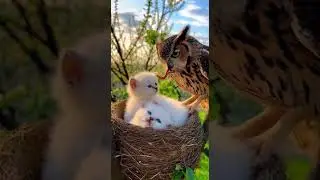 Kittens Find Comfort in an Owl&rsquo;s Nest and Discover New Furry Friends #cute #animals #nature