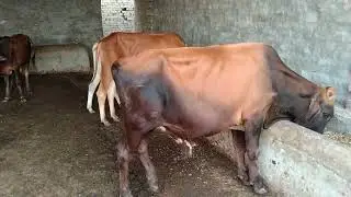 Bachra farming business plan in Pakistan bachra farming bachra farming feasibility 2024