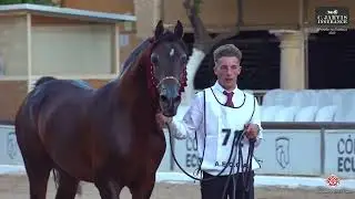 Граждане Испании, класс 11